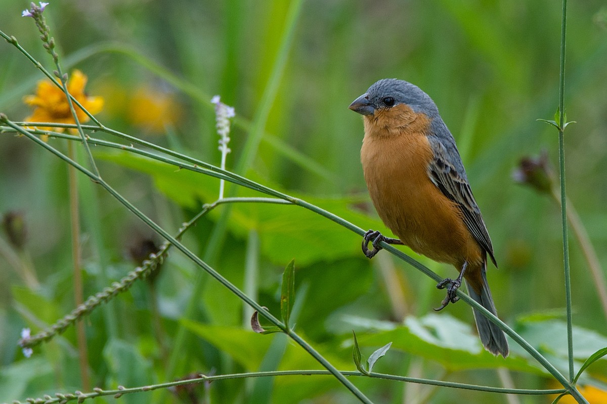 Tawny-bellied Seedeater - ML185349351