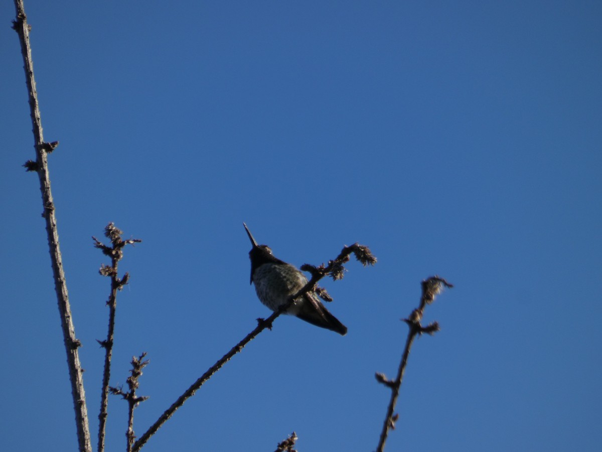 Anna's Hummingbird - ML185350801