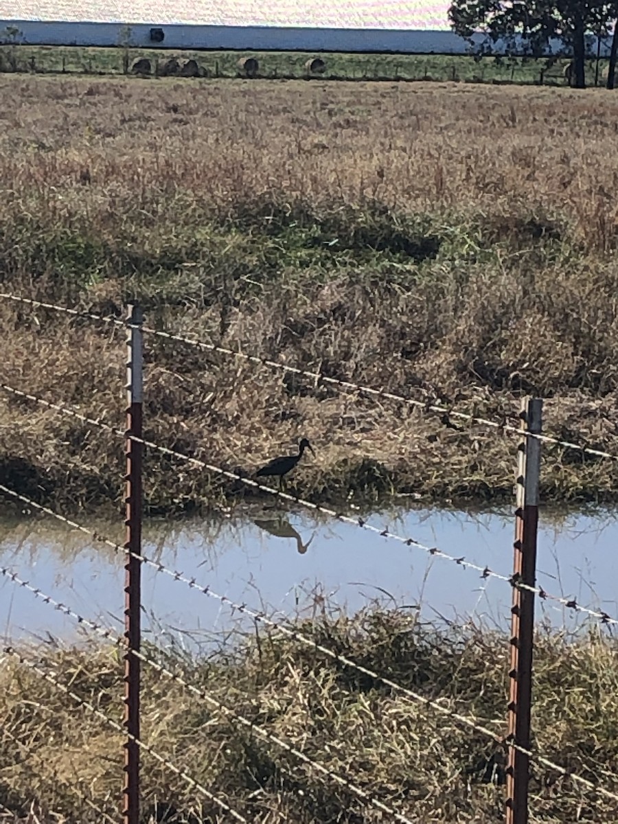 Glossy/White-faced Ibis - ML185351881