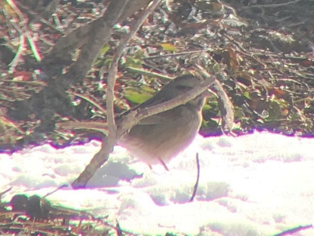 Swamp Sparrow - ML185353891