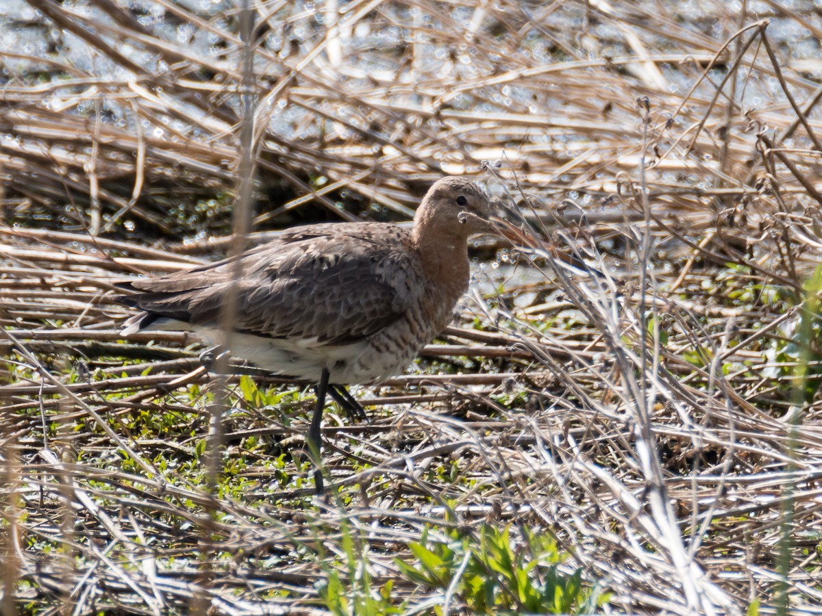 Black-tailed Godwit - ML185354581