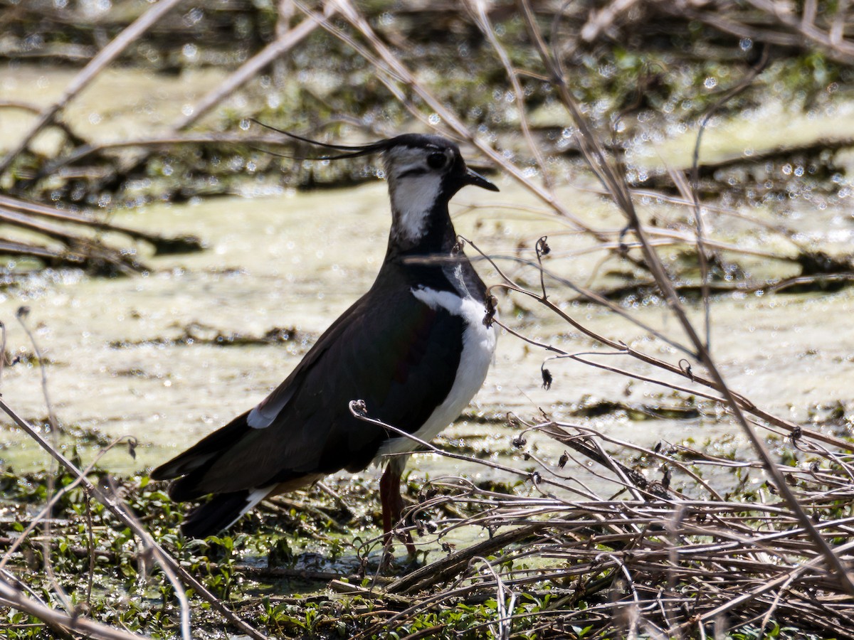 Northern Lapwing - ML185354761