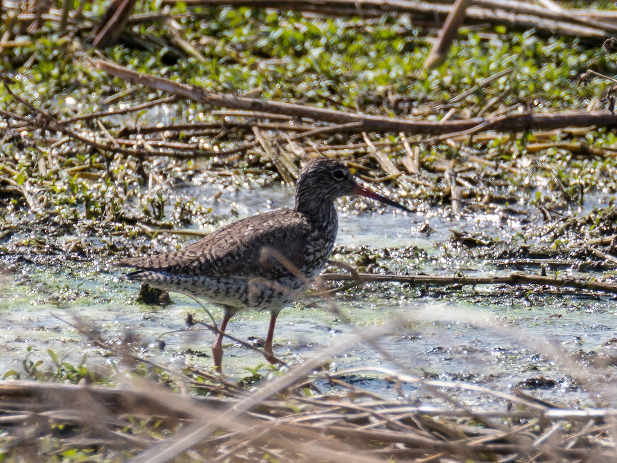 Common Redshank - ML185354821