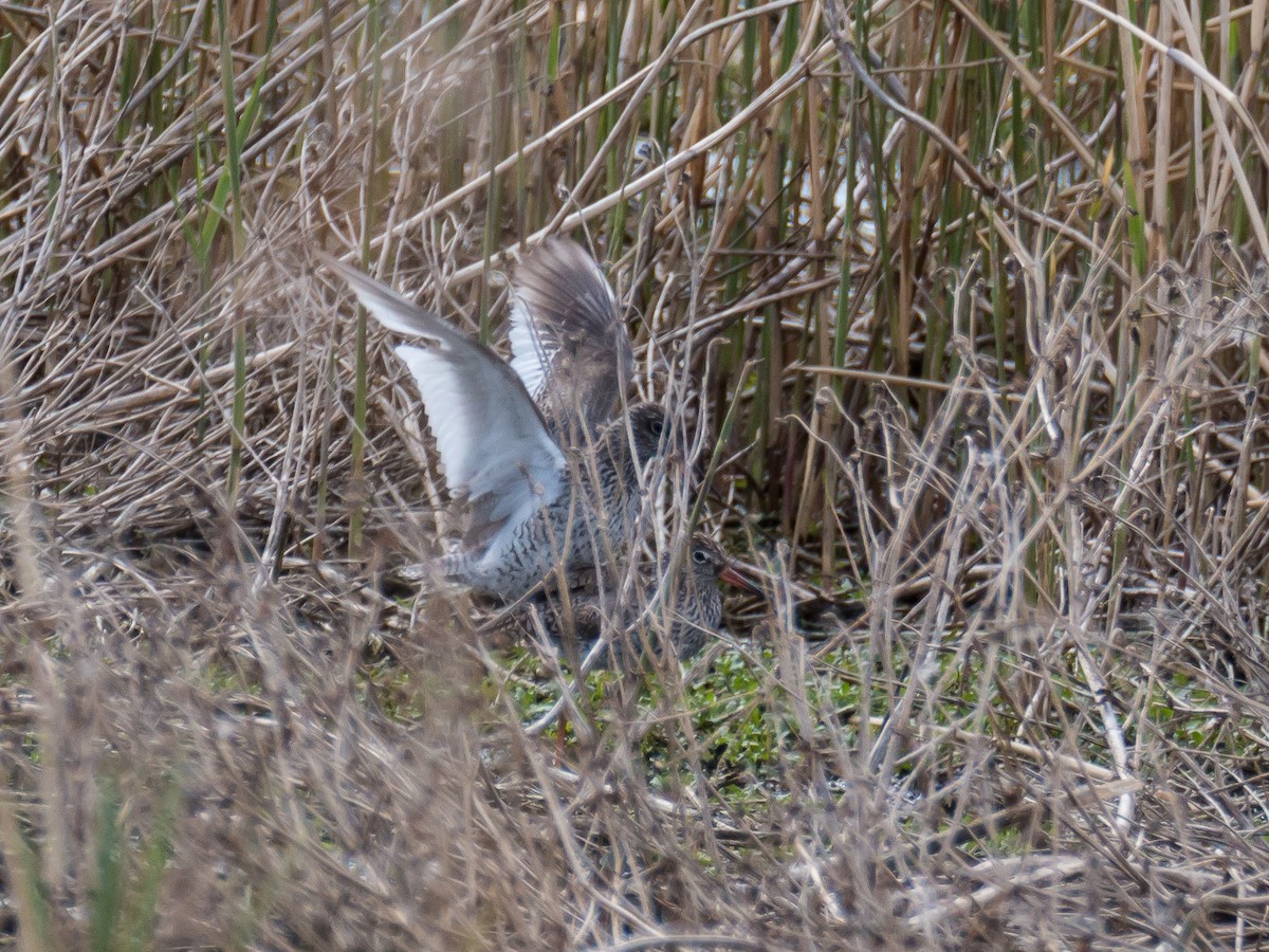 Common Redshank - ML185354841