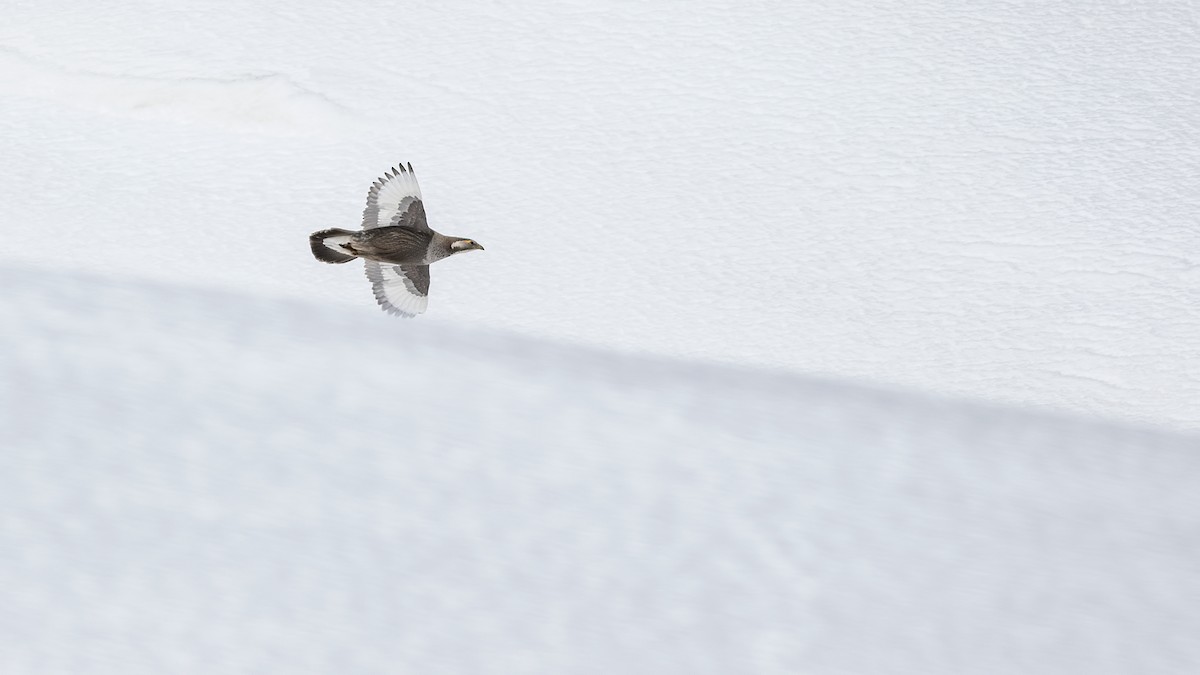 Caspian Snowcock - birol hatinoğlu