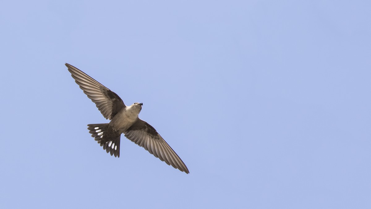 Eurasian Crag-Martin - birol hatinoğlu