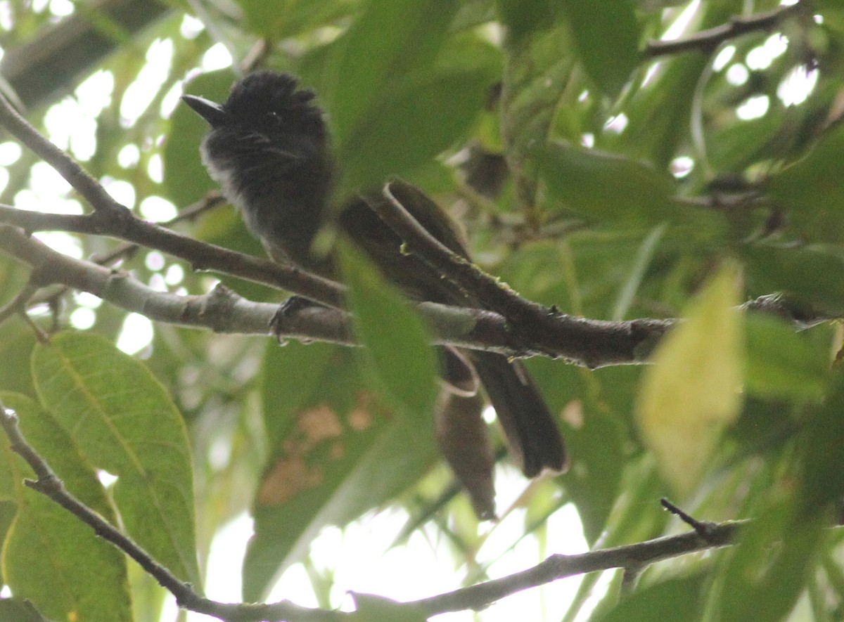 Guadalcanal Hooded Whistler - Ashley Banwell