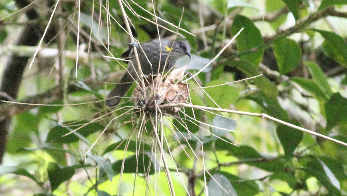 Guadalcanal Honeyeater - Ashley Banwell