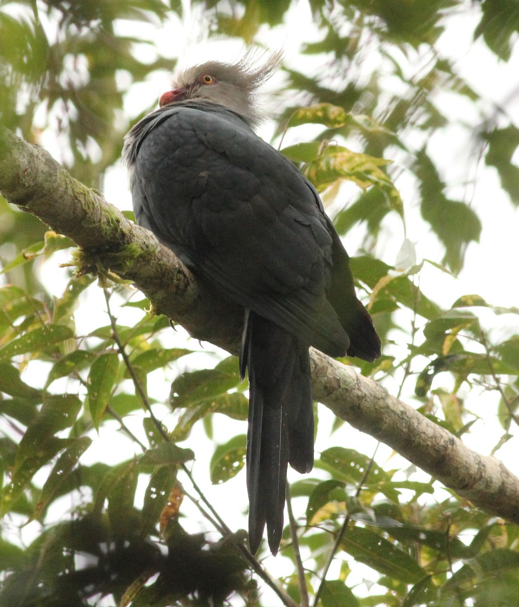 Crested Cuckoo-Dove - ML185356631