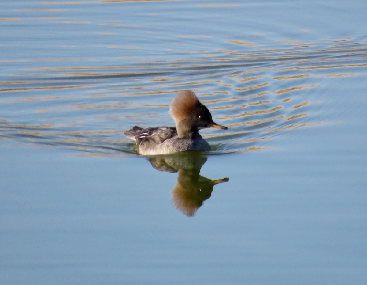 Hooded Merganser - Leslie Flint