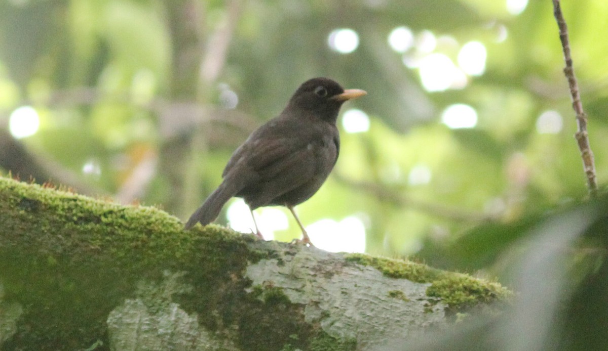 Solomons Island-Thrush - Ashley Banwell