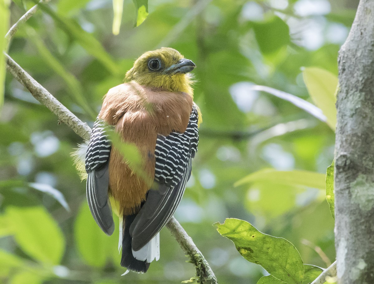 Orange-breasted Trogon - ML185356931