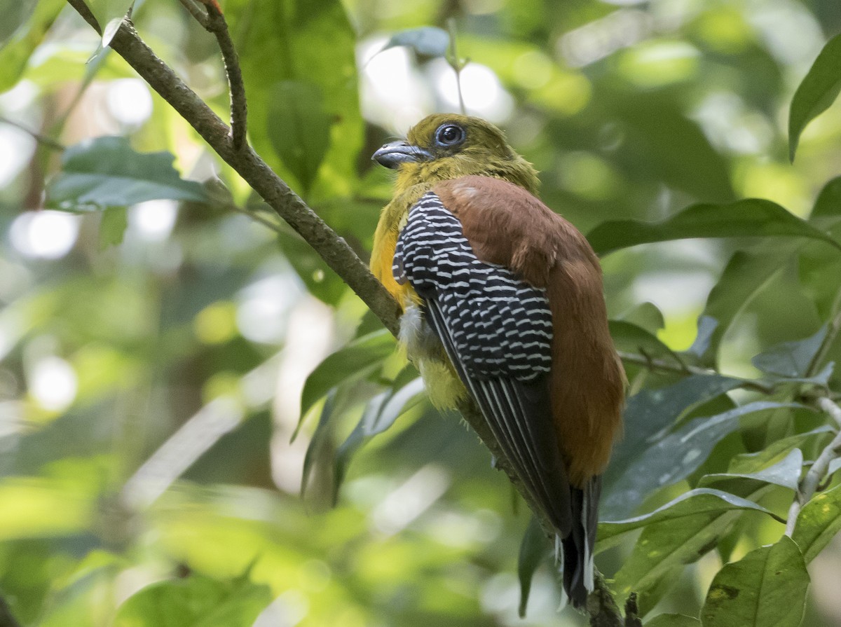 Orange-breasted Trogon - Caleb Putnam