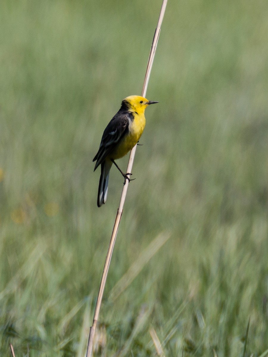 Citrine Wagtail - ML185357831