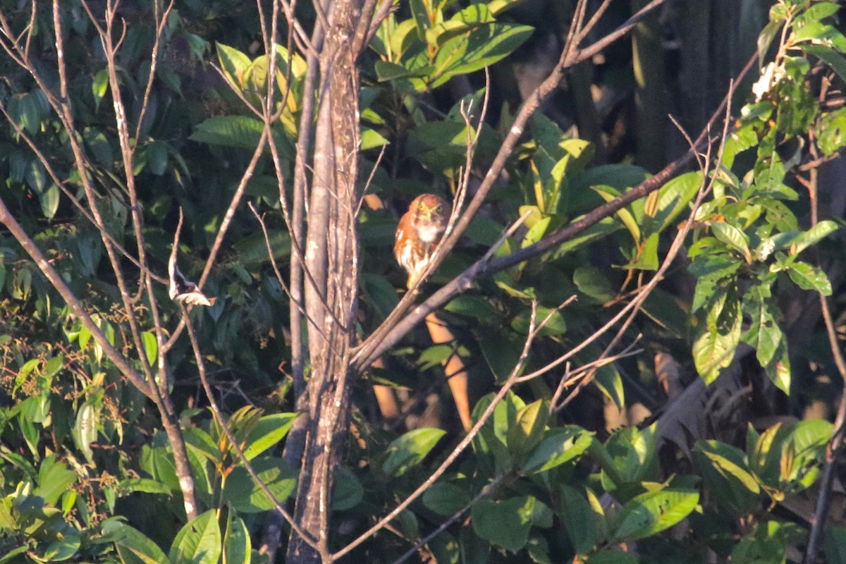 Ferruginous Pygmy-Owl - ML185358061