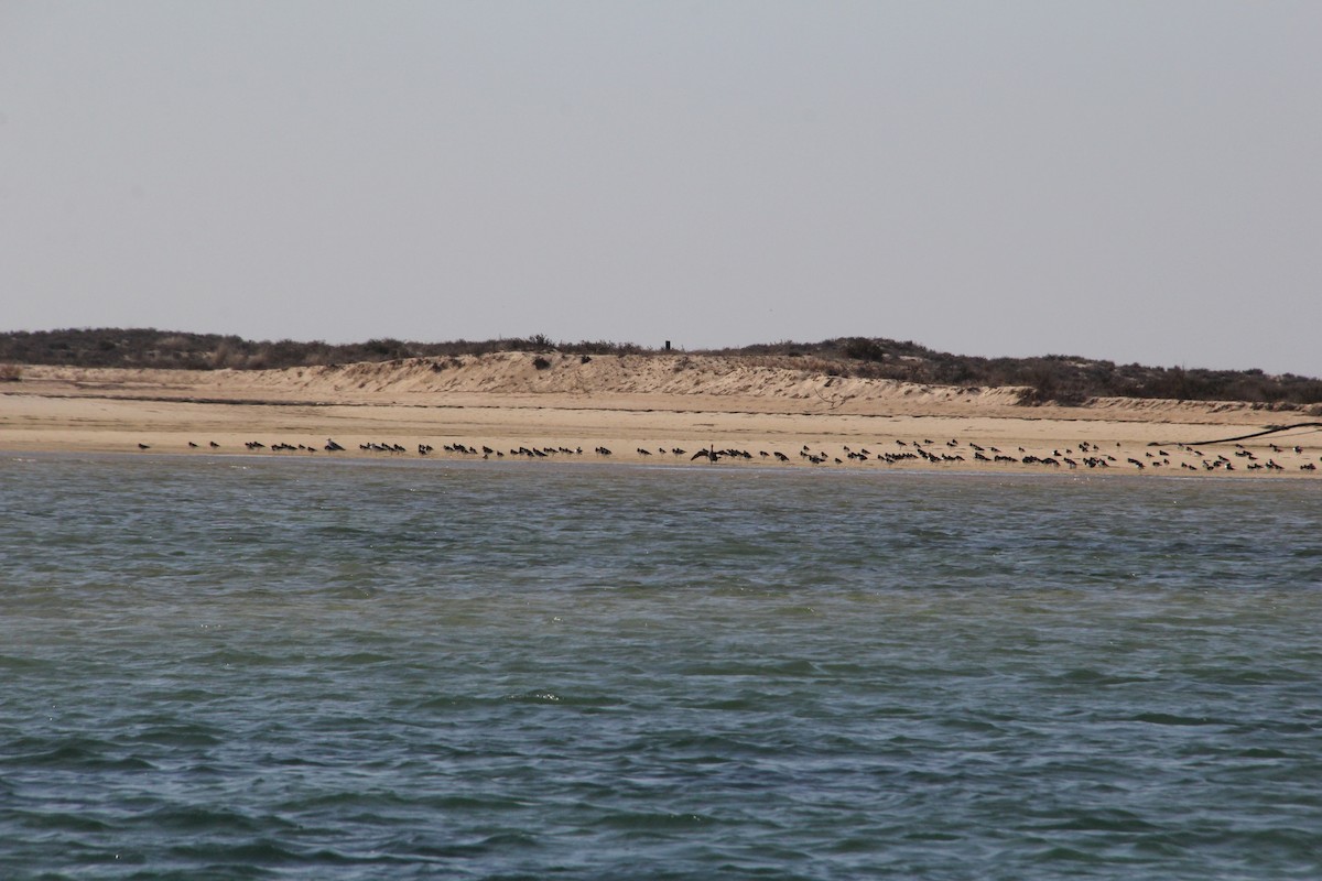 Eurasian Oystercatcher - ML185358371