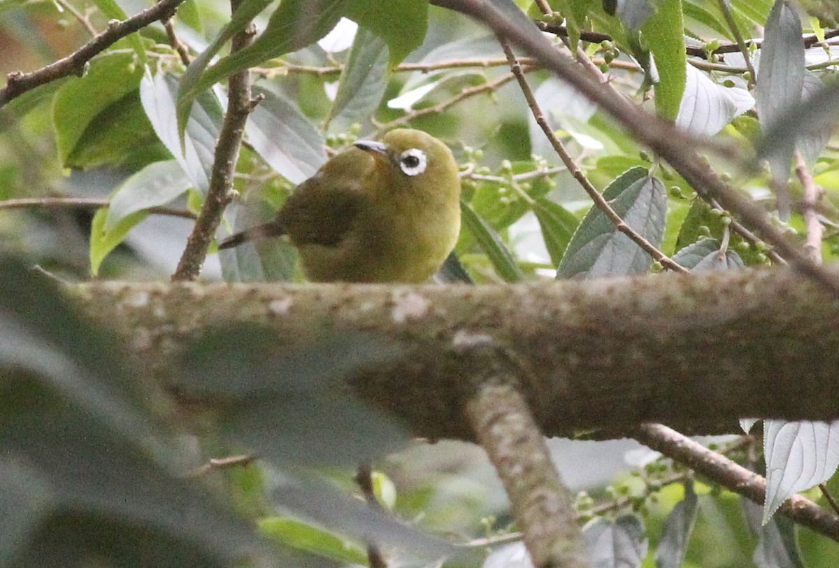 Kolombangara White-eye - Ashley Banwell