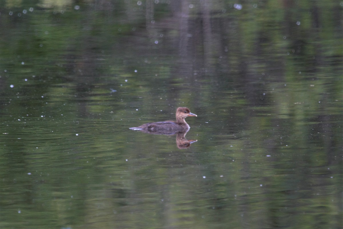Hooded Merganser - ML185359021
