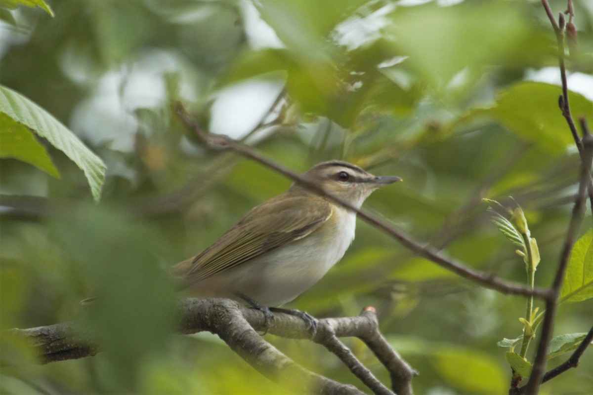 Red-eyed Vireo - ML185359061
