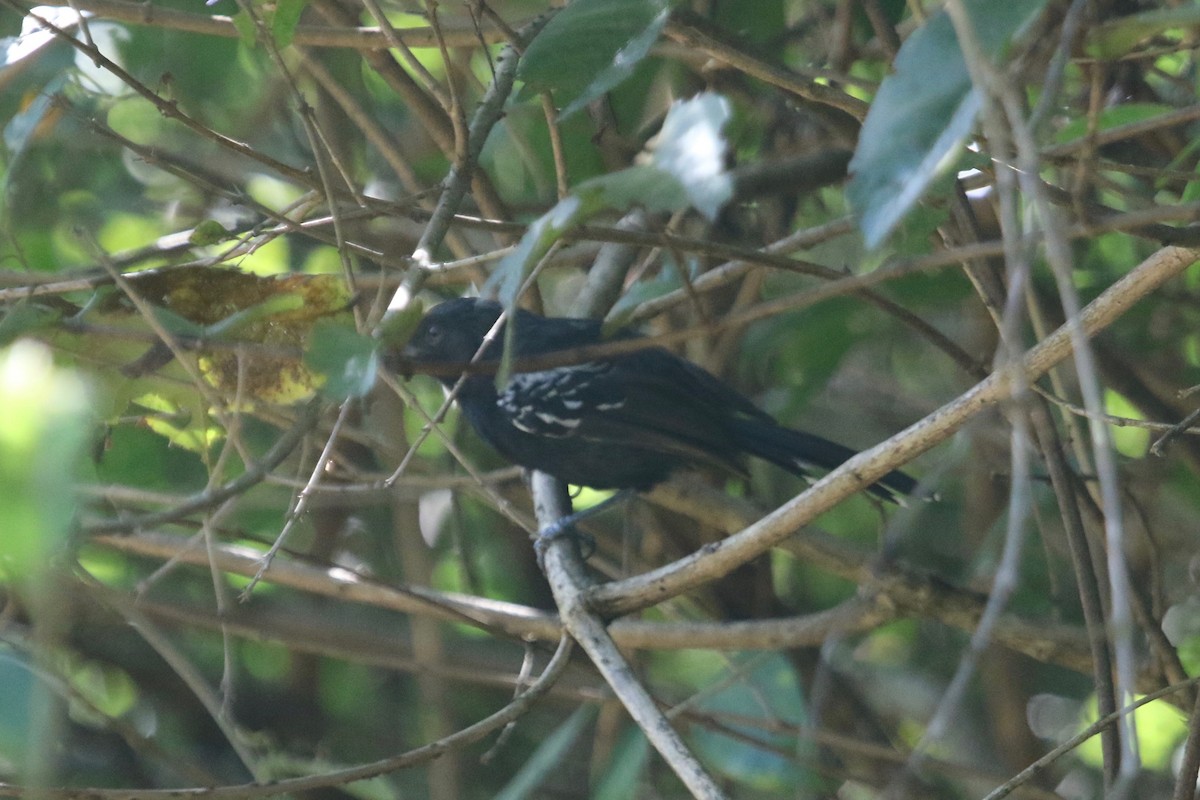 Rio Branco Antbird - ML185361801