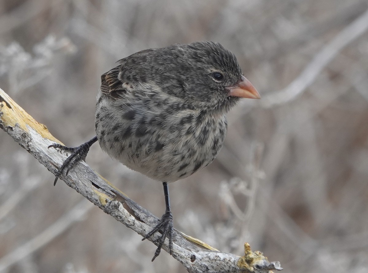 ML185363361 - Small Ground-Finch - Macaulay Library