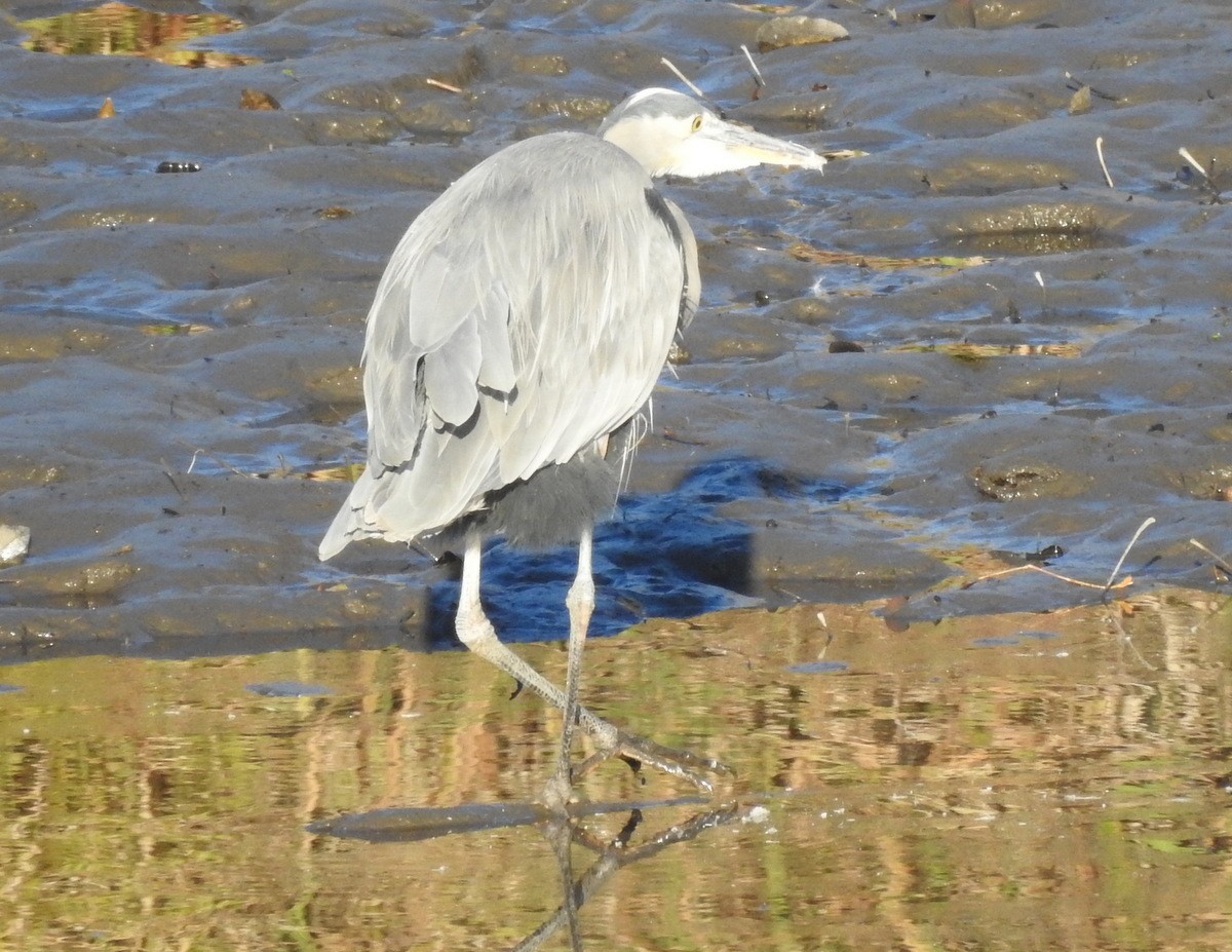 Great Blue Heron (Great Blue) - ML185363441