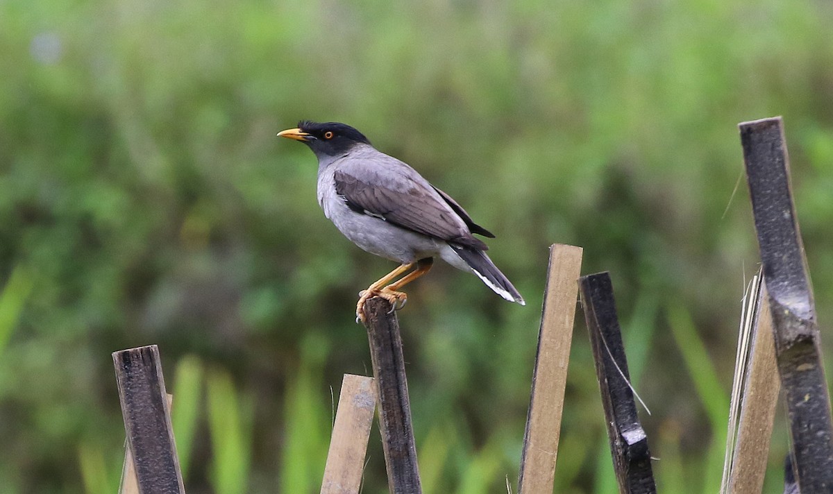Pale-bellied Myna - Ashley Banwell