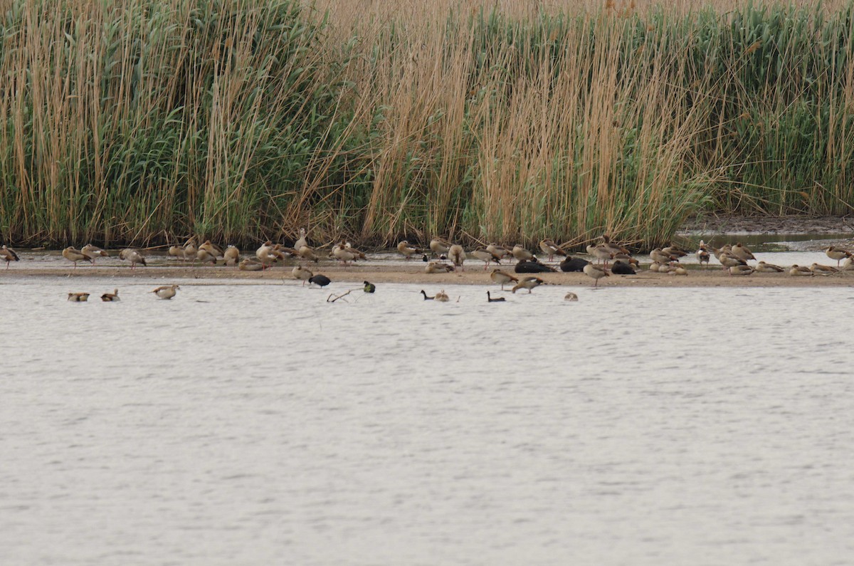 Egyptian Goose - ML185364831