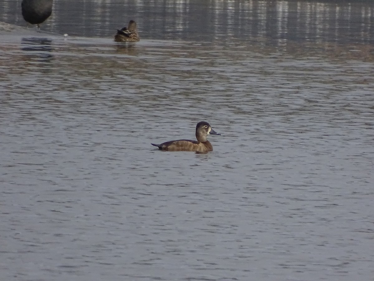 Ring-necked Duck - ML185364841