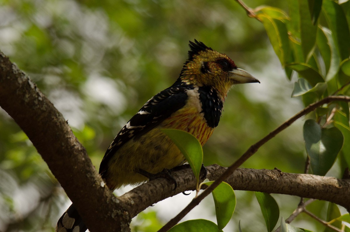 Haubenbartvogel - ML185365021