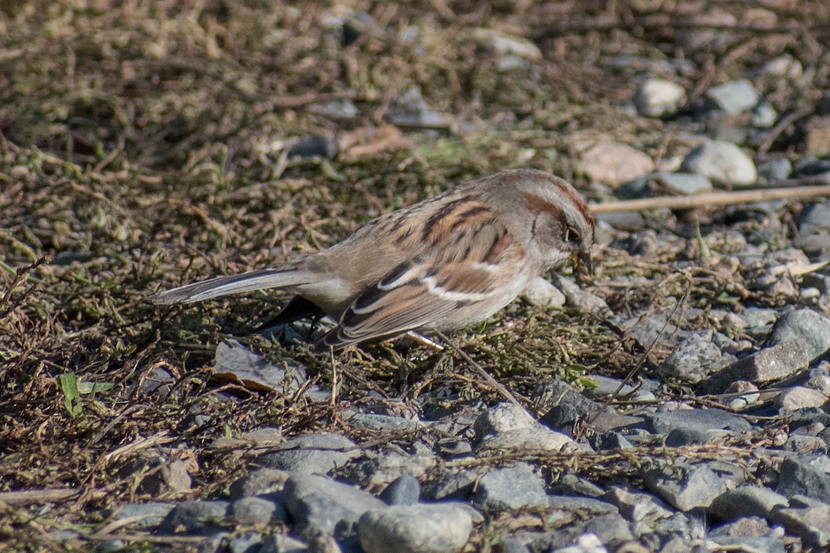 American Tree Sparrow - ML185365411