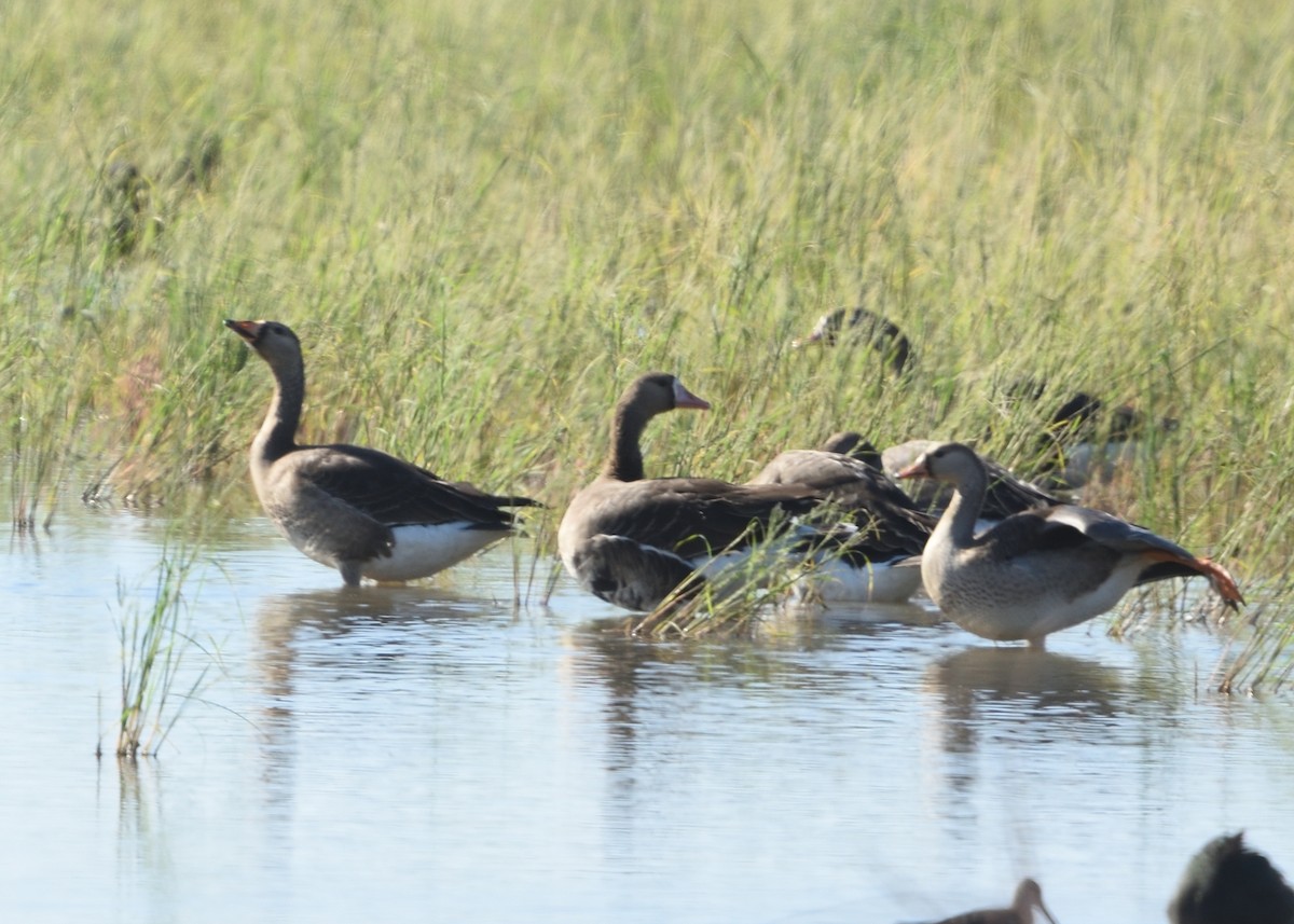 Greater White-fronted Goose - ML185366081