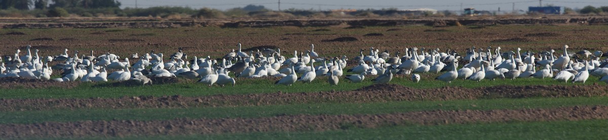 Snow Goose - ML185366171