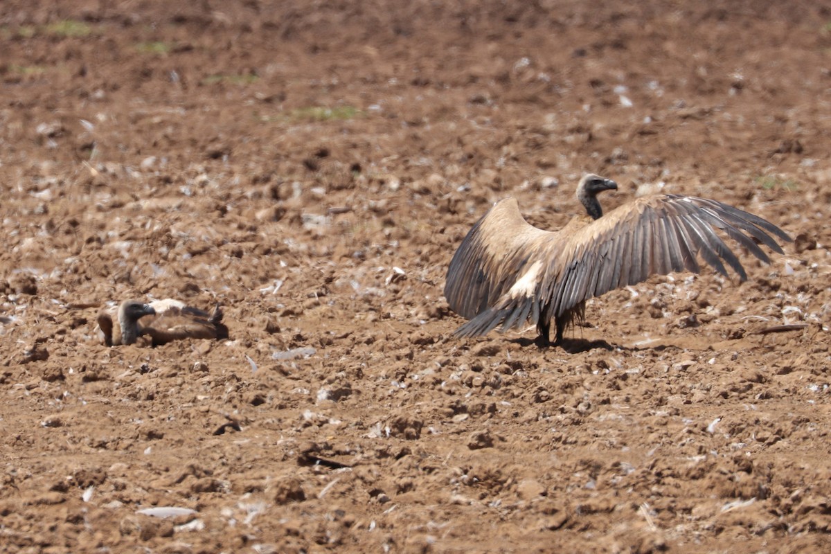 White-backed Vulture - ML185367141