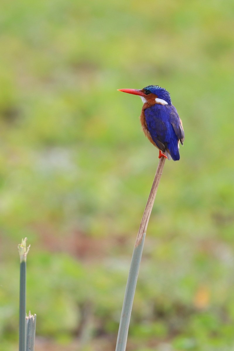 Malachite Kingfisher - ML185367241