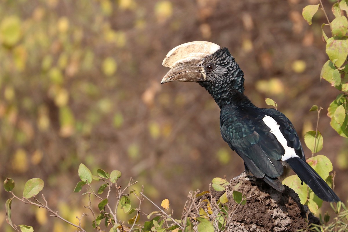 Silvery-cheeked Hornbill - Julien Lamouroux