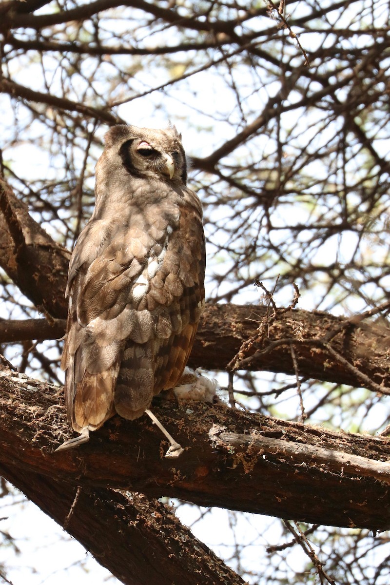 Verreaux's Eagle-Owl - Julien Lamouroux