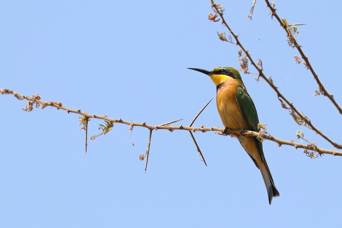 Little Bee-eater - Julien Lamouroux