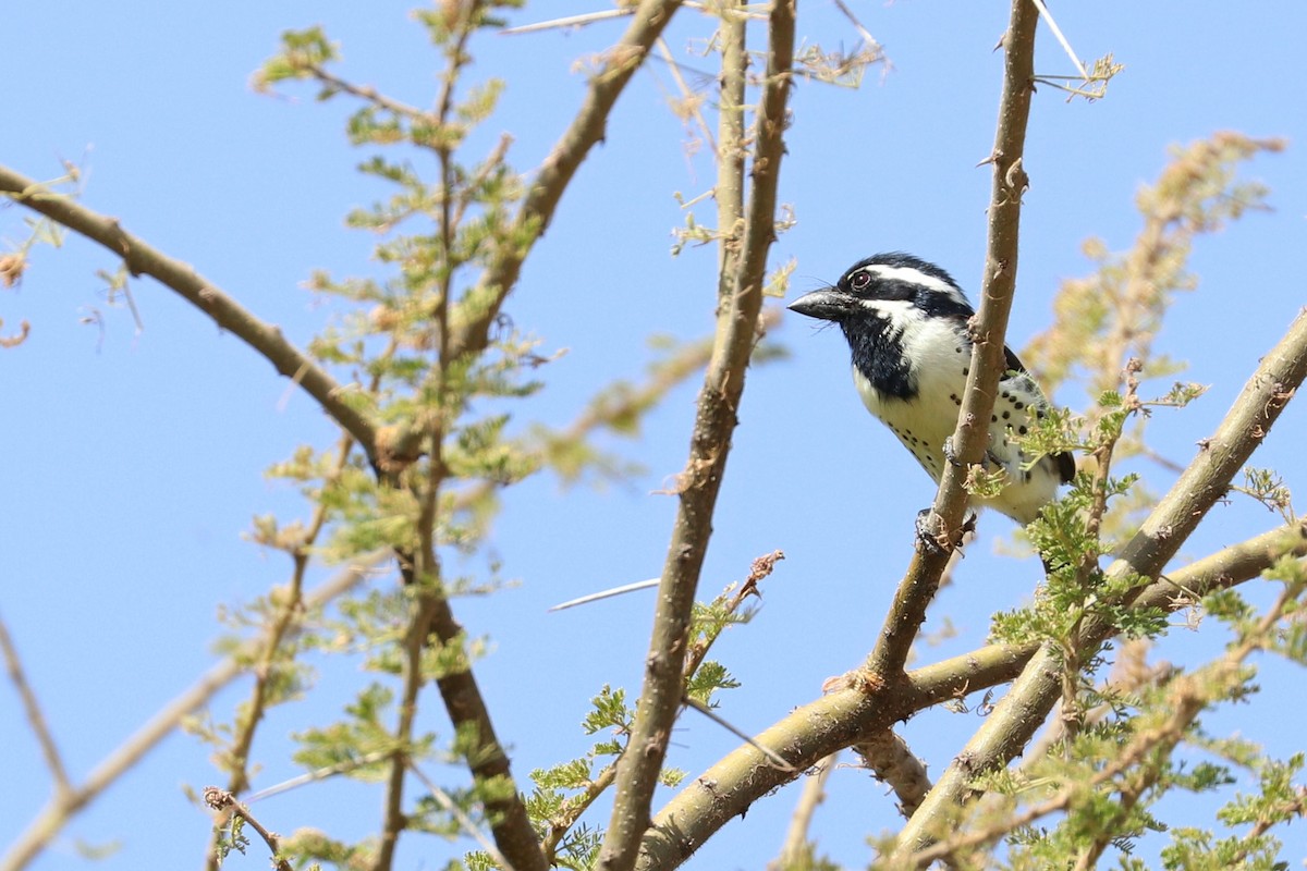 Spot-flanked Barbet - ML185367491