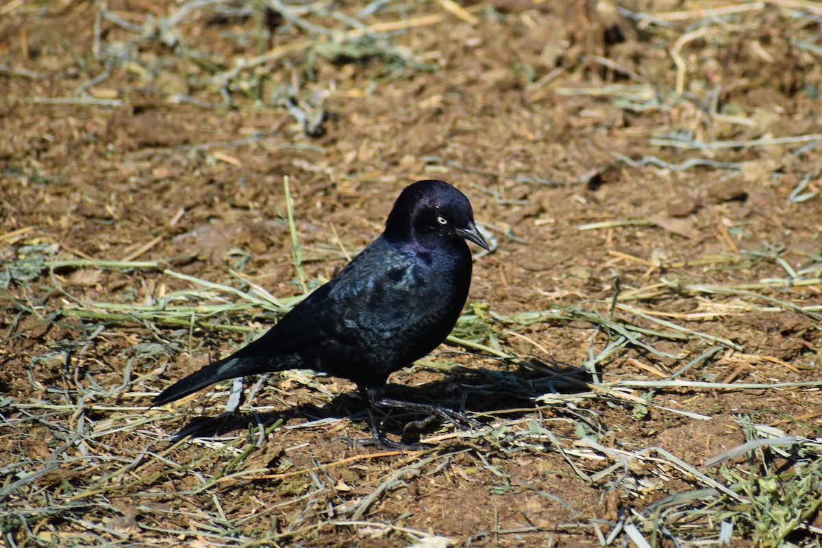 Brewer's Blackbird - Max Lara