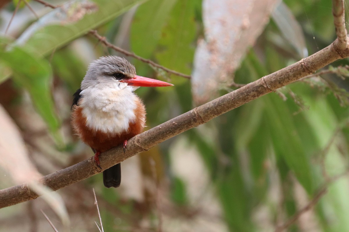 Gray-headed Kingfisher - Julien Lamouroux