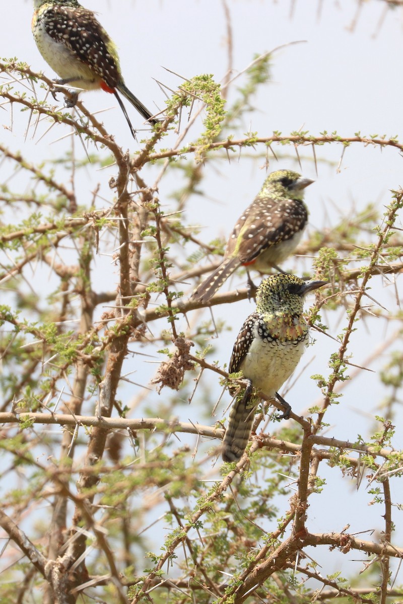 D'Arnaud's Barbet (Usambiro) - Julien Lamouroux