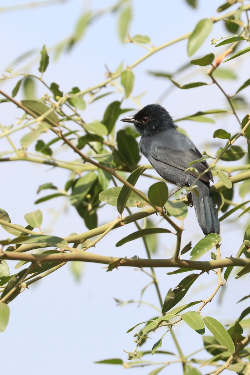 Slate-colored Boubou - Julien Lamouroux