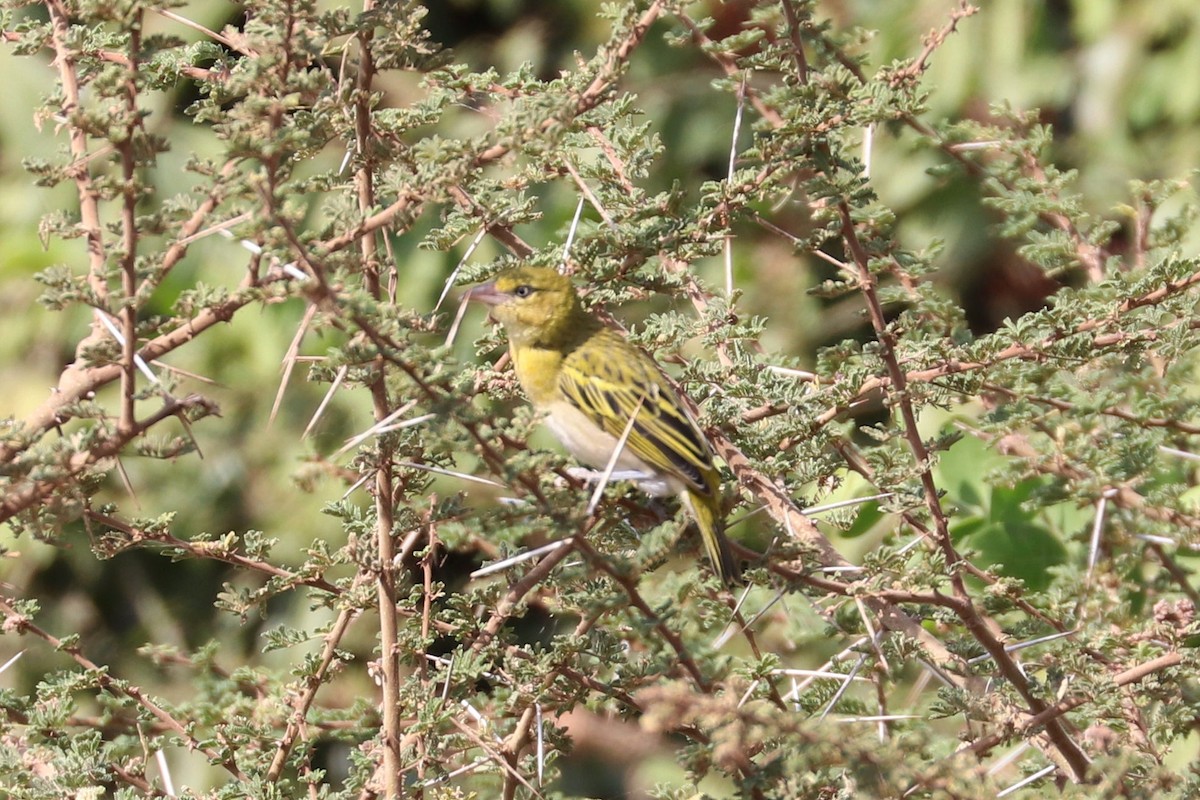 Lesser Masked-Weaver - Julien Lamouroux