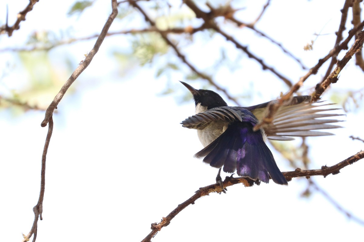 Eastern Violet-backed Sunbird - Julien Lamouroux