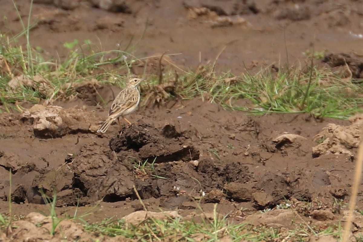 African Pipit - Julien Lamouroux