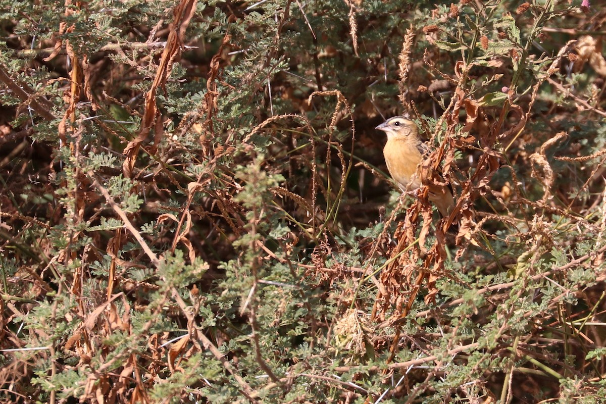 クロキンランチョウ - ML185367791