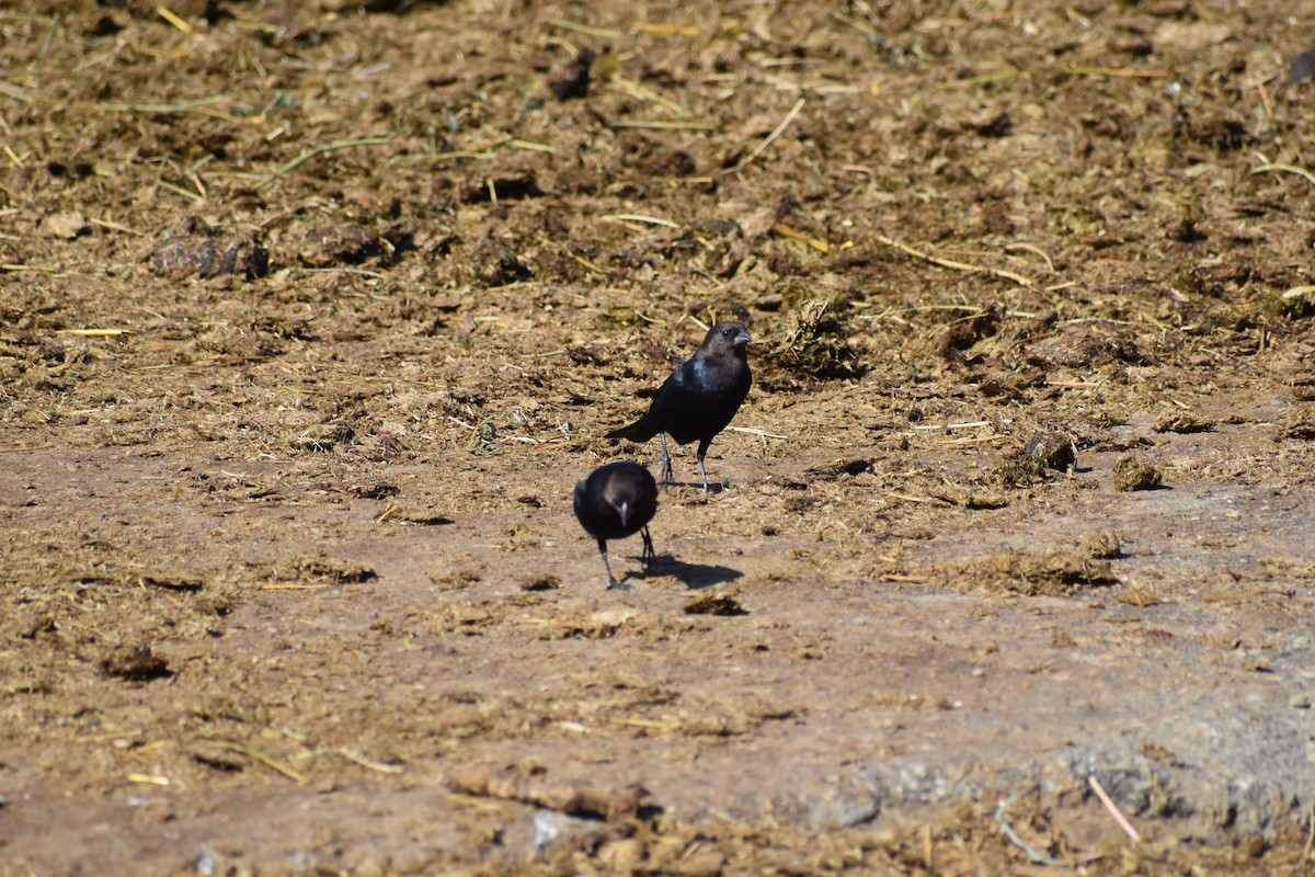 Brown-headed Cowbird - ML185368101
