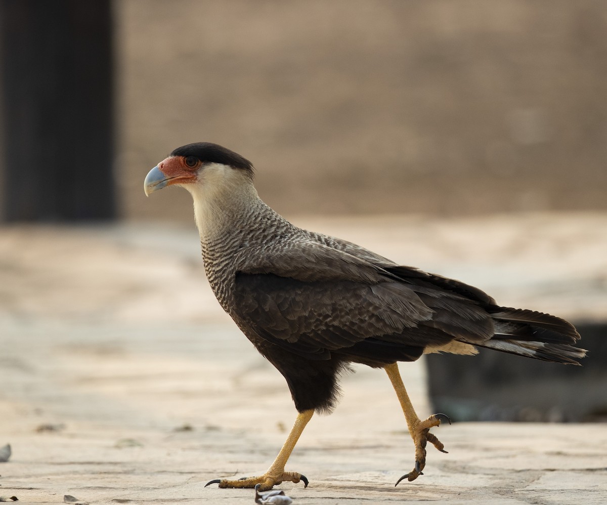 Crested Caracara (Southern) - ML185368271