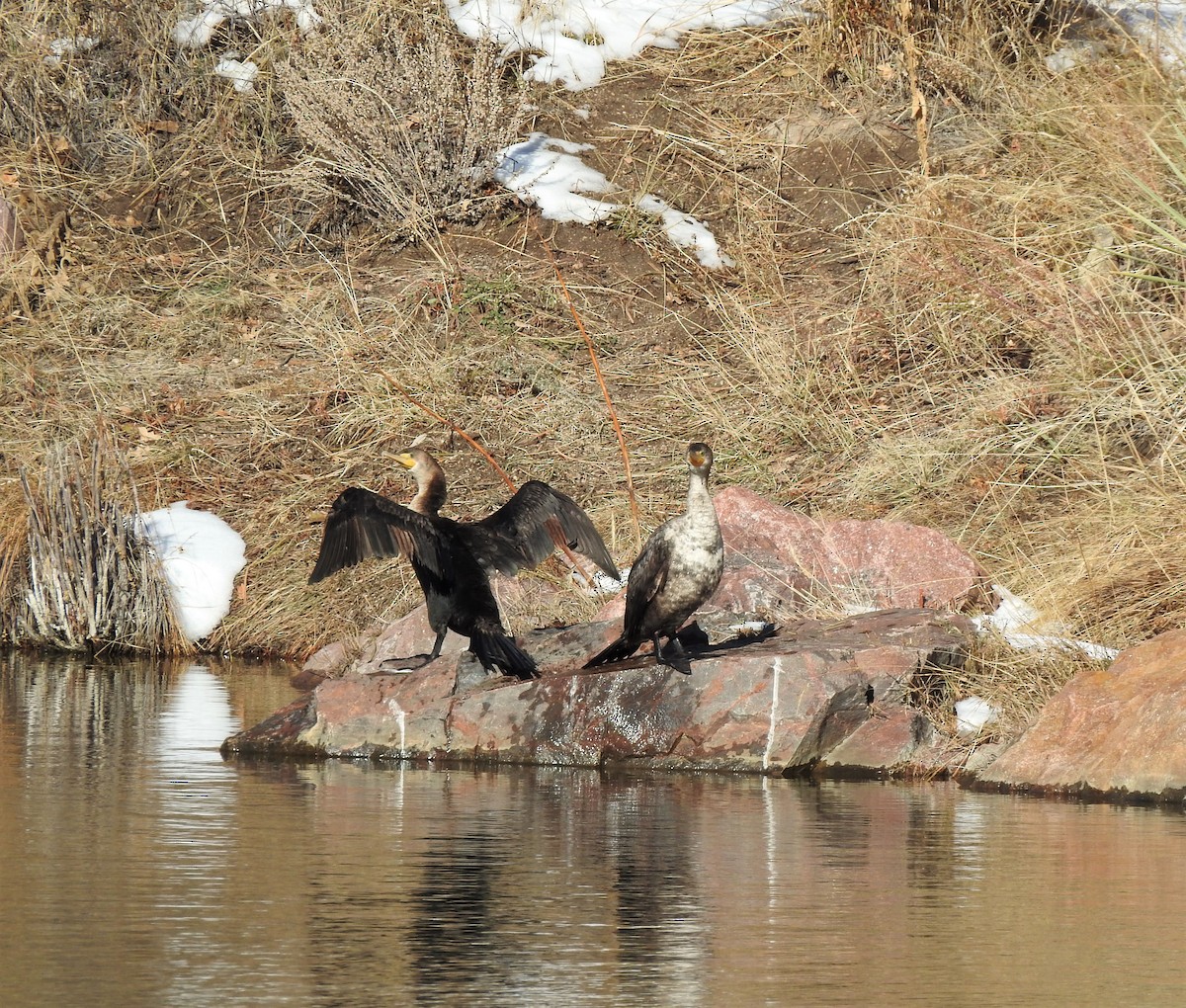 Double-crested Cormorant - T B